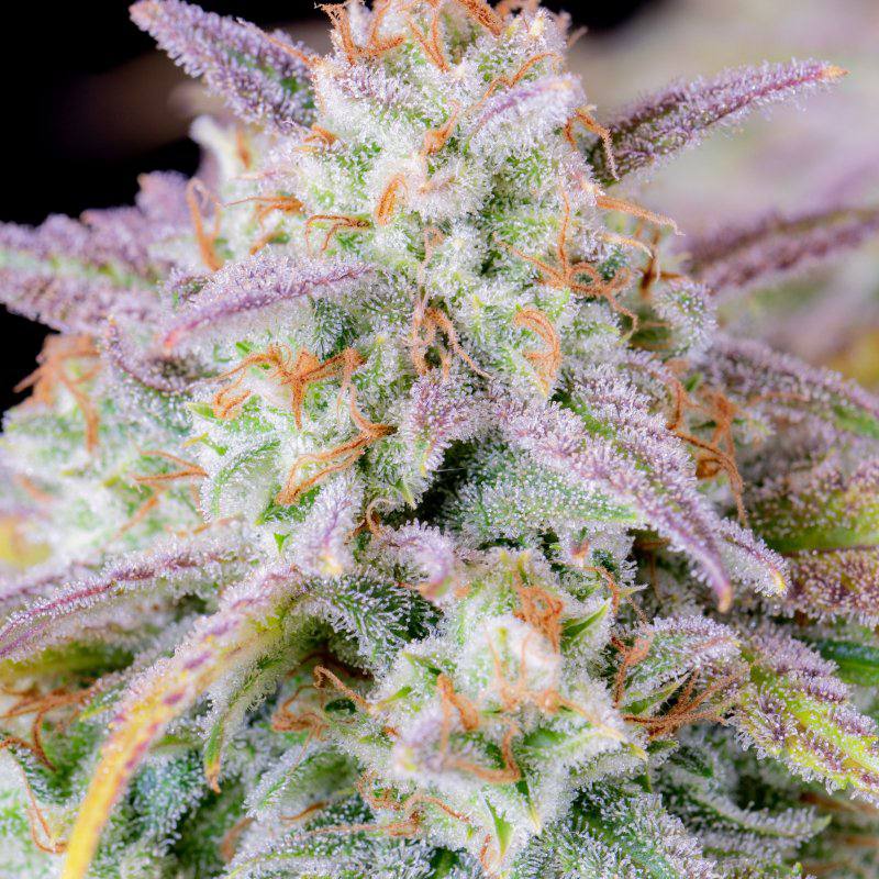 Семена конопли Original Auto Afghan Kush - фото 5
