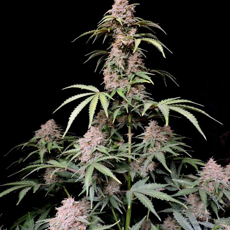 Семена конопли Amnesia Zkittlez Auto - фото 5