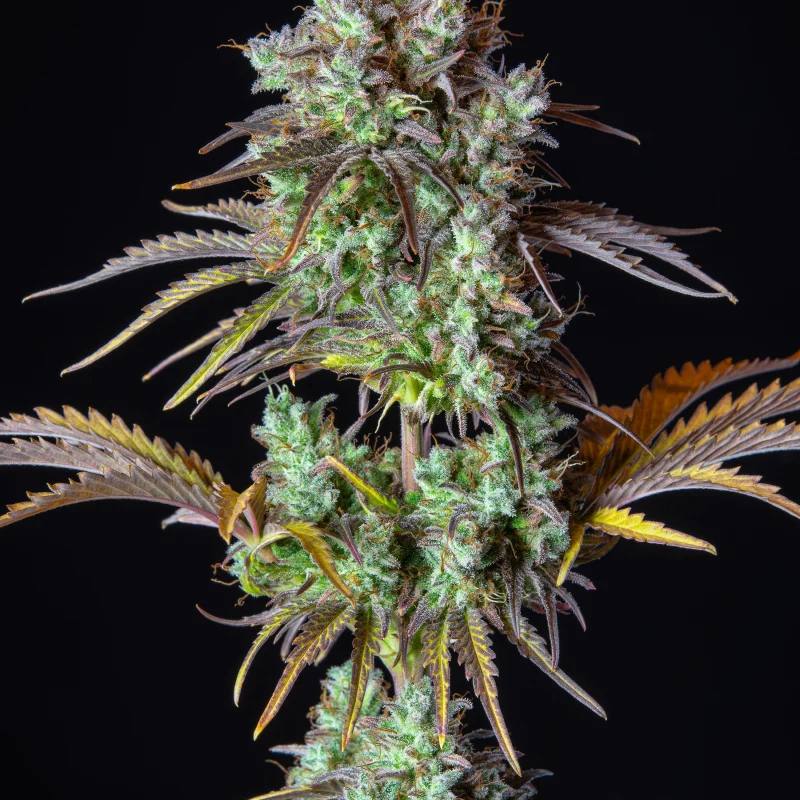Семена конопли Original Auto Big Bud - фото 5