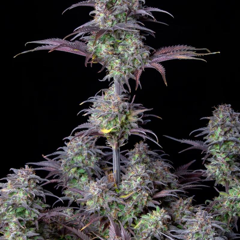 Семена конопли Original Auto Blueberry - фото 5