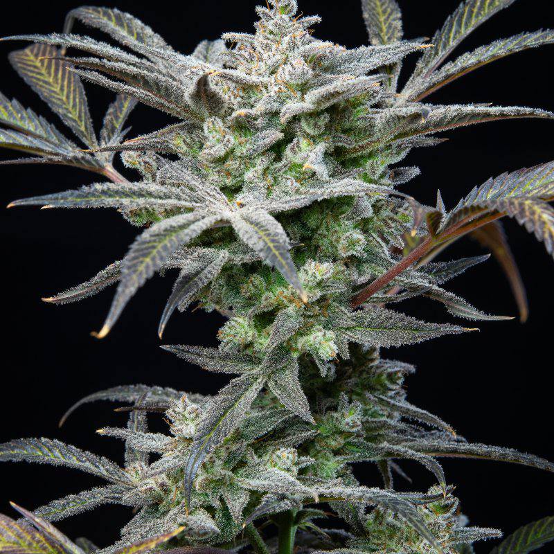 Семена конопли Strawberry Gorilla Auto - фото 7