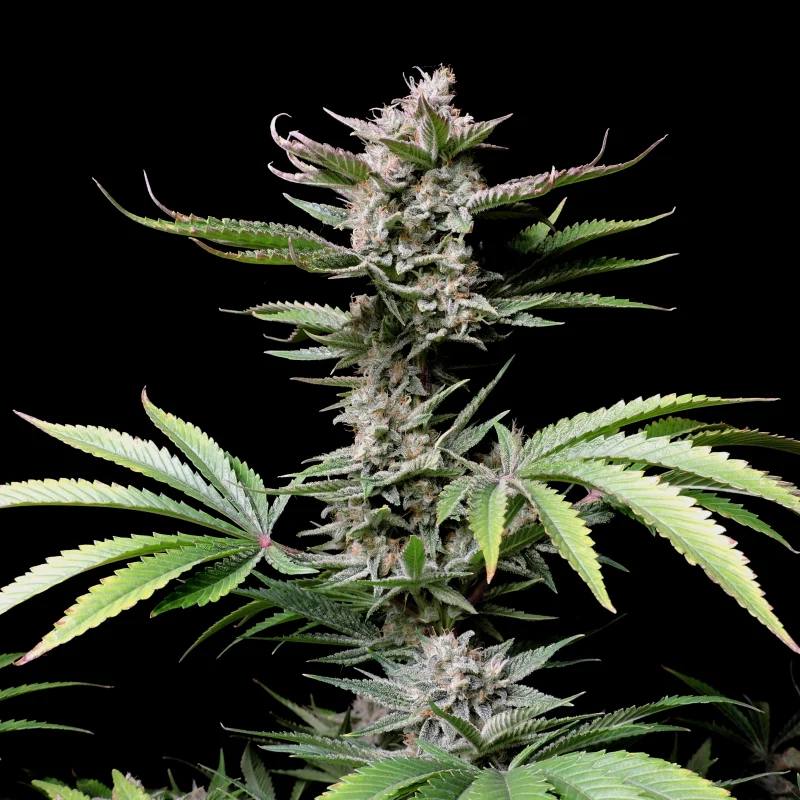 Семена конопли Cherry Cola Auto - фото 6