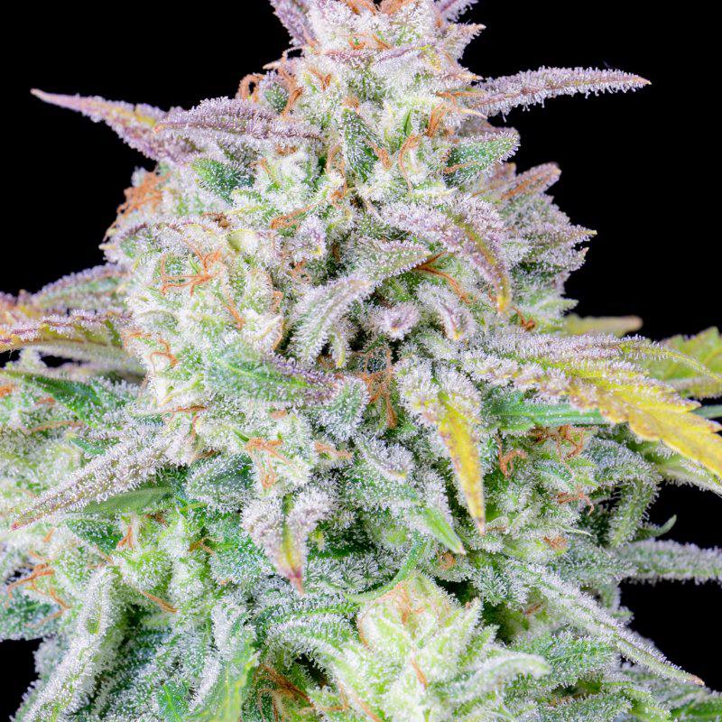 Семена конопли Original Auto Afghan Kush - фото 6