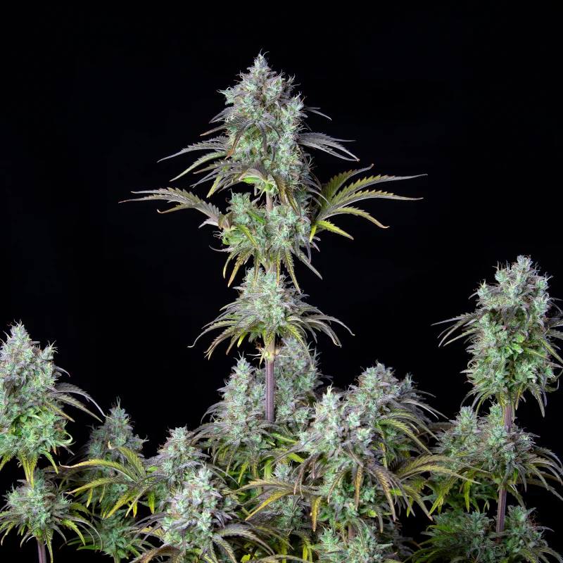 Семена конопли Original Auto Big Bud - фото 6