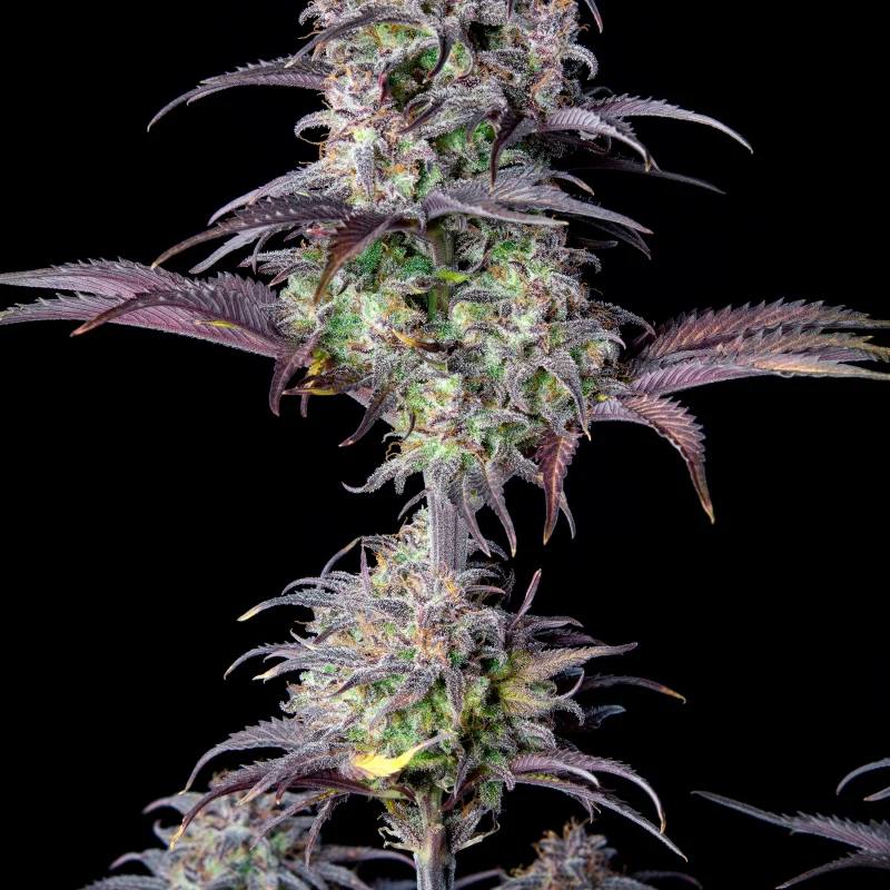 Семена конопли Original Auto Blueberry - фото 6