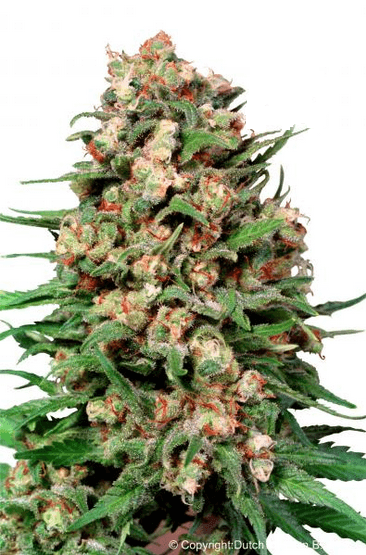 Семена конопли Skunk #1ular Фотопериодные