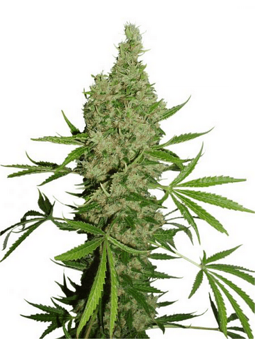 Семена конопли White Widow X Ultimateular Фотопериодные