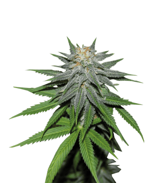Семена конопли Auto Pineapple Express Автоцветы