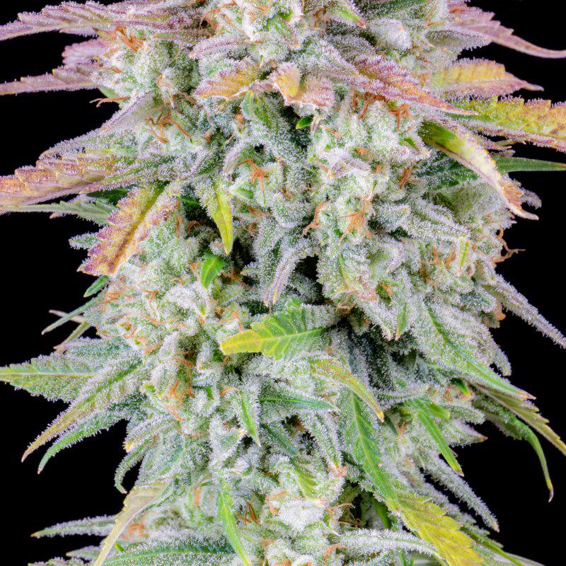 Семена конопли Original Auto Afghan Kush - фото 7