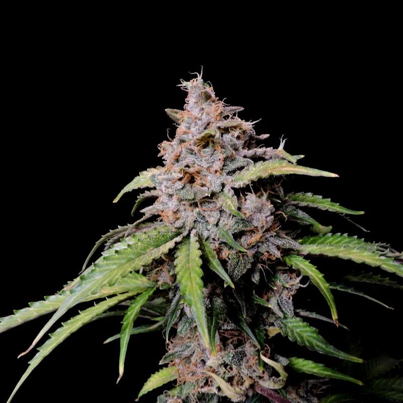 Семена конопли Amnesia Zkittlez Auto - фото 7