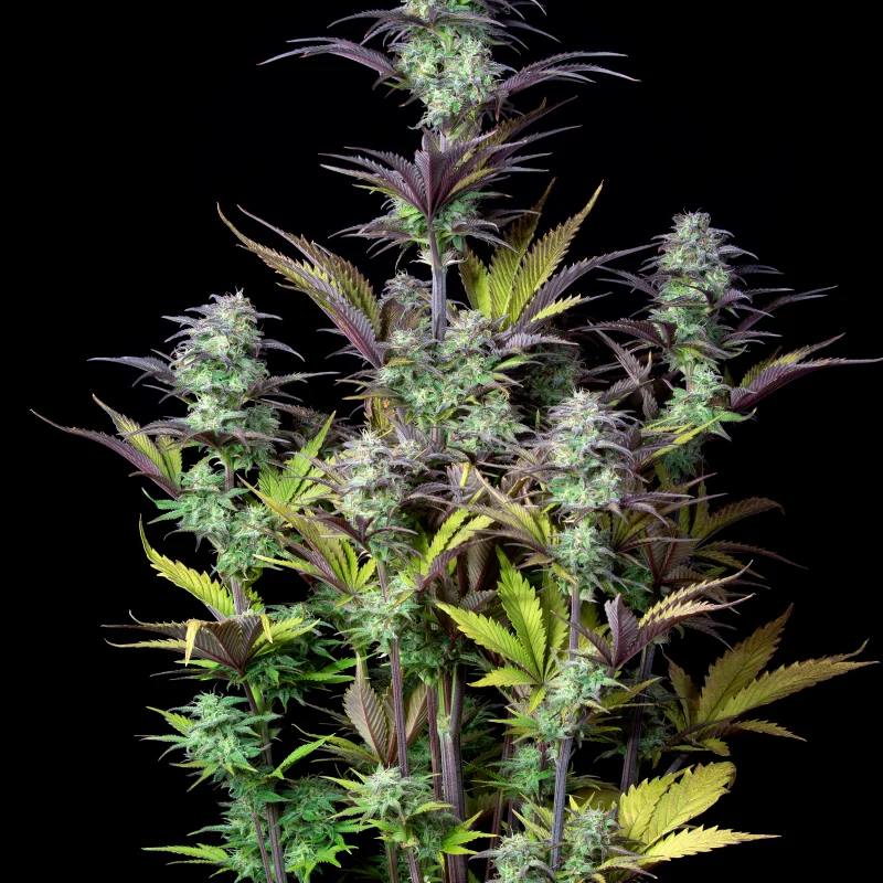 Семена конопли Original Auto Blueberry - фото 7