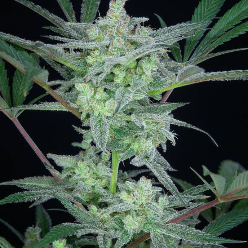 Семена конопли Strawberry Gorilla Auto - фото 9