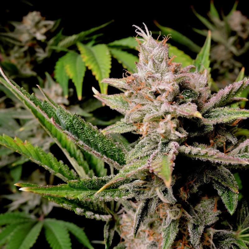 Семена конопли Cherry Cola Auto - фото 8