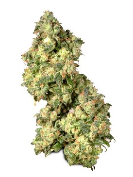 Семена конопли Ultra Skunk Фотопериодные