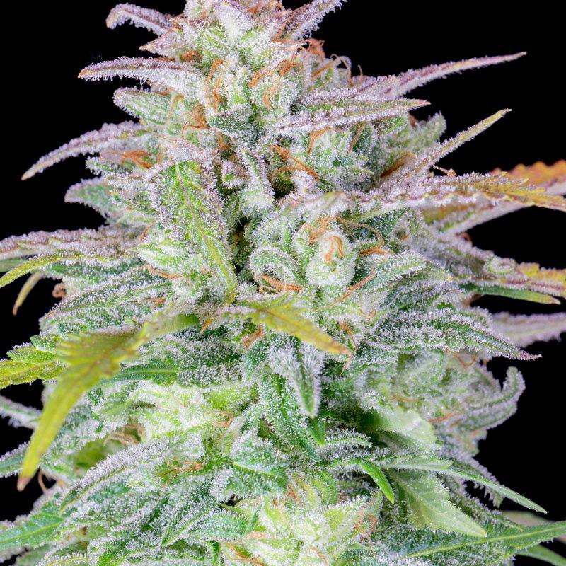 Семена конопли Original Auto Afghan Kush - фото 8