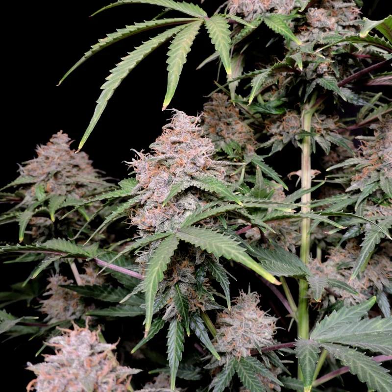 Семена конопли Amnesia Zkittlez Auto - фото 8