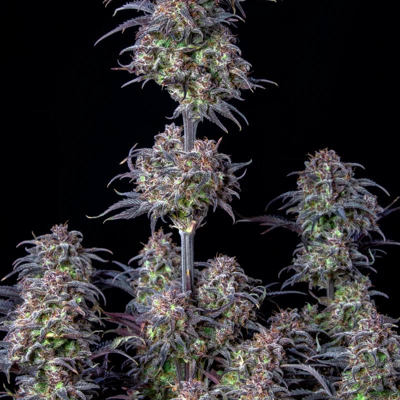 Семена конопли Original Auto Blueberry - фото 8