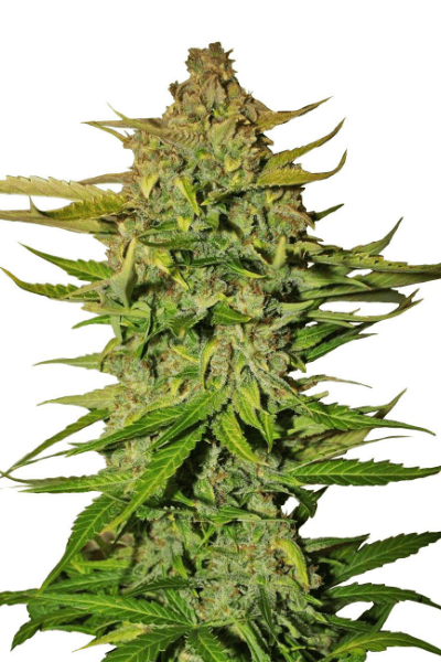 Семена конопли Pineapple Express Auto Автоцветы