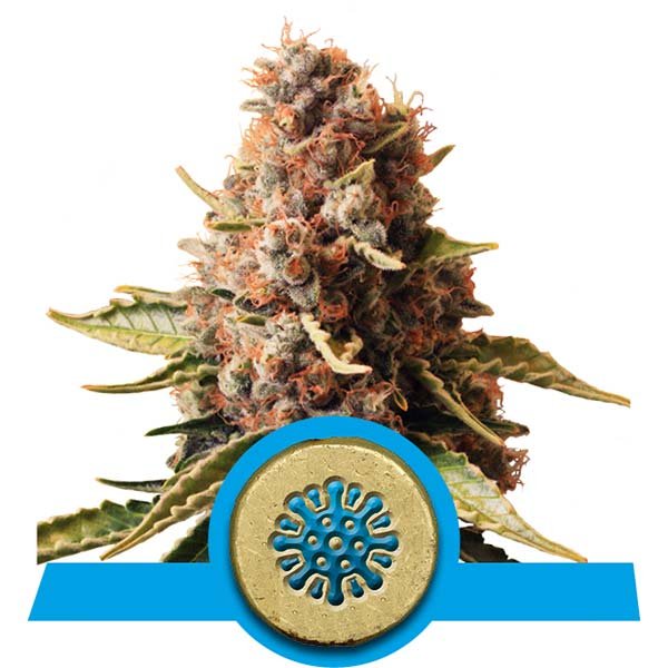 Семена конопли Euphoria CBD Фотопериодные