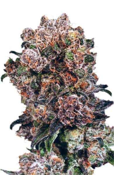 Семена конопли Blueberry Фотопериодные