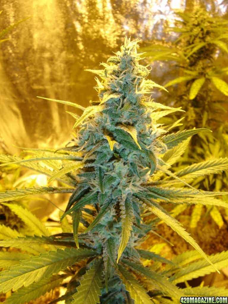 Семена конопли Acapulco Gold - фото 2