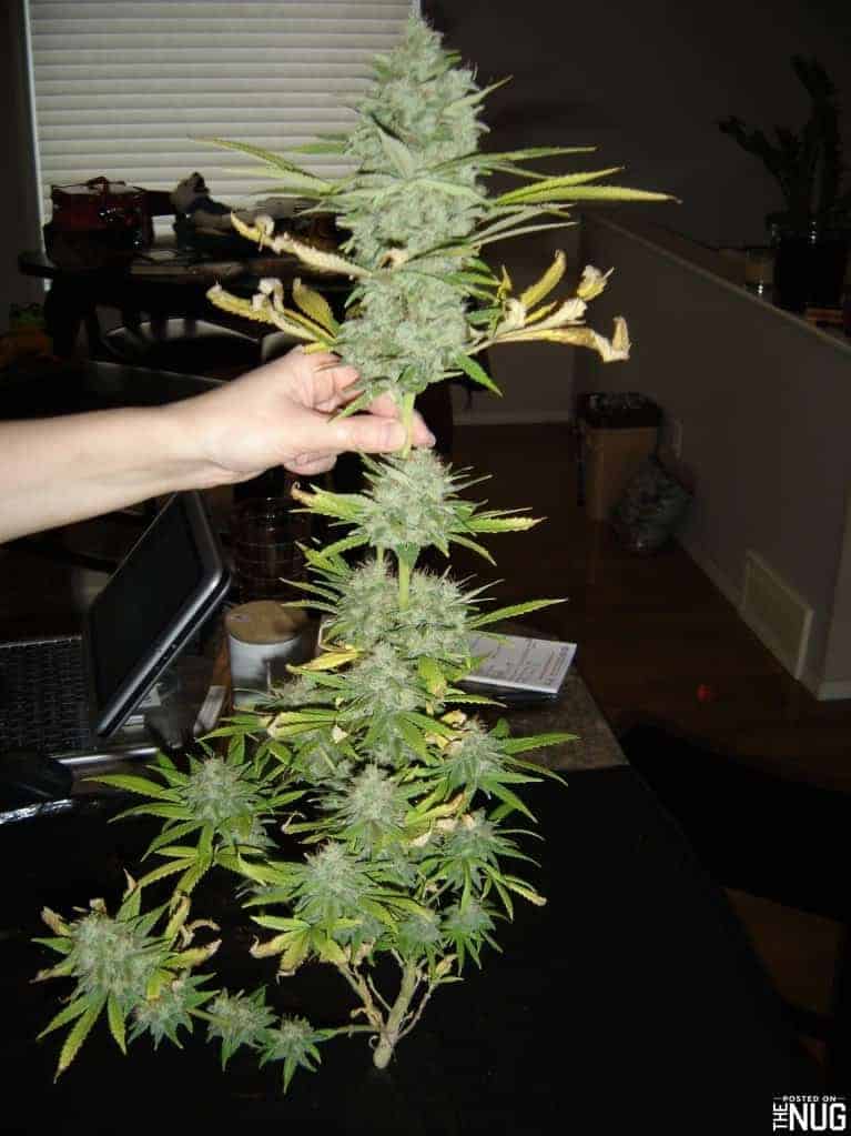 Семена конопли Acapulco Gold - фото 3