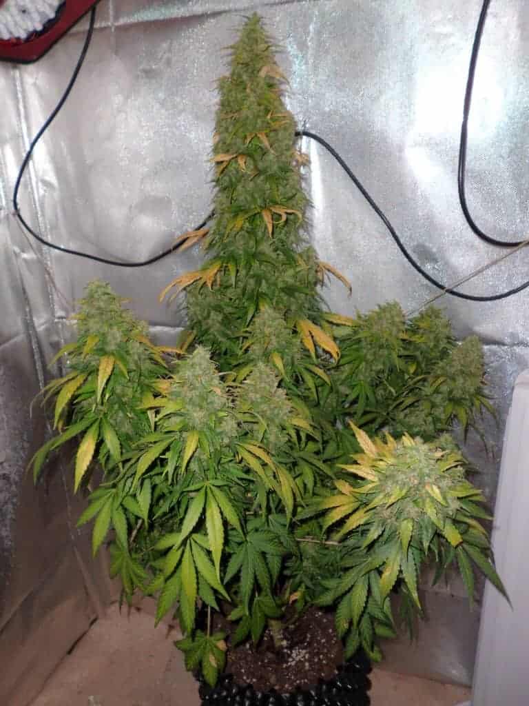 Семена конопли Auto Durban Poison - фото 3