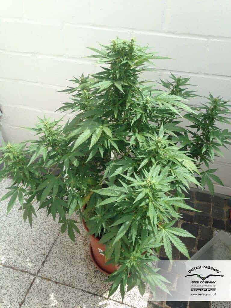 Семена конопли Auto Durban Poison - фото 2