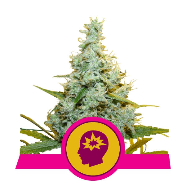 Семена конопли AMG - Amnesia Mac Ganja Фотопериодные