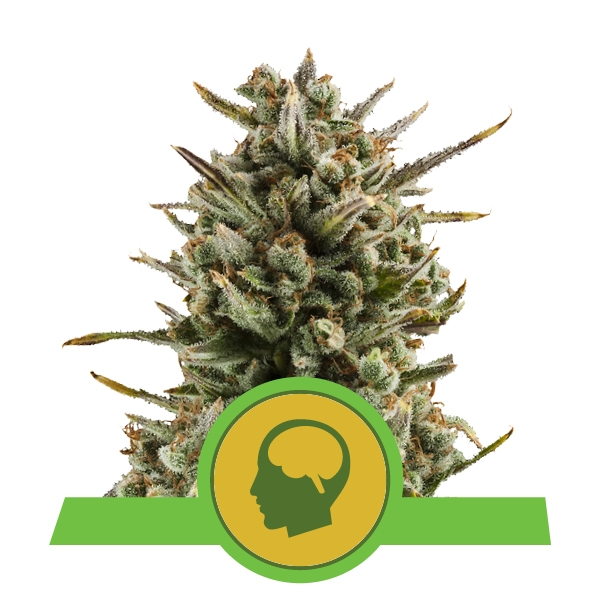 Семена конопли Amnesia Haze Automatic Автоцветы
