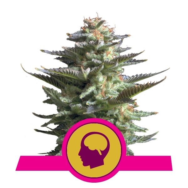 Семена конопли Amnesia Haze Фотопериодные