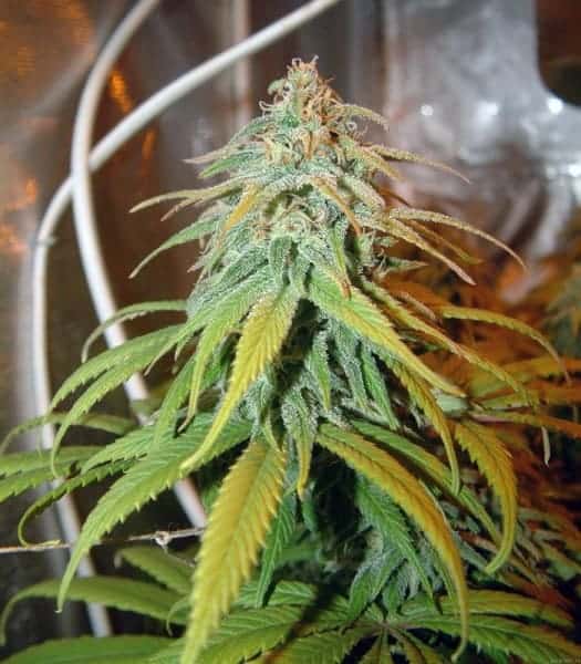 Семена конопли Amnesia Lemon - фото 2