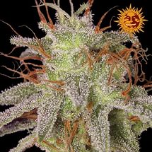 Семена конопли Amnesia Lemon - фото 3
