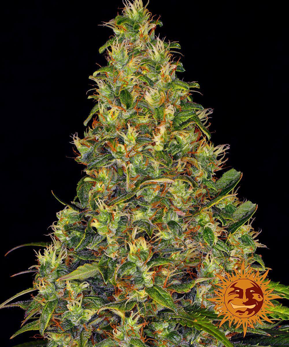 Семена конопли Amnesia Haze Auto Автоцветы