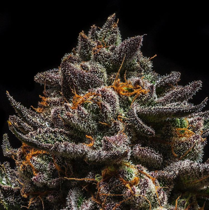 Семена конопли Animal Cookies x Do-Si-Dos Фотопериодные