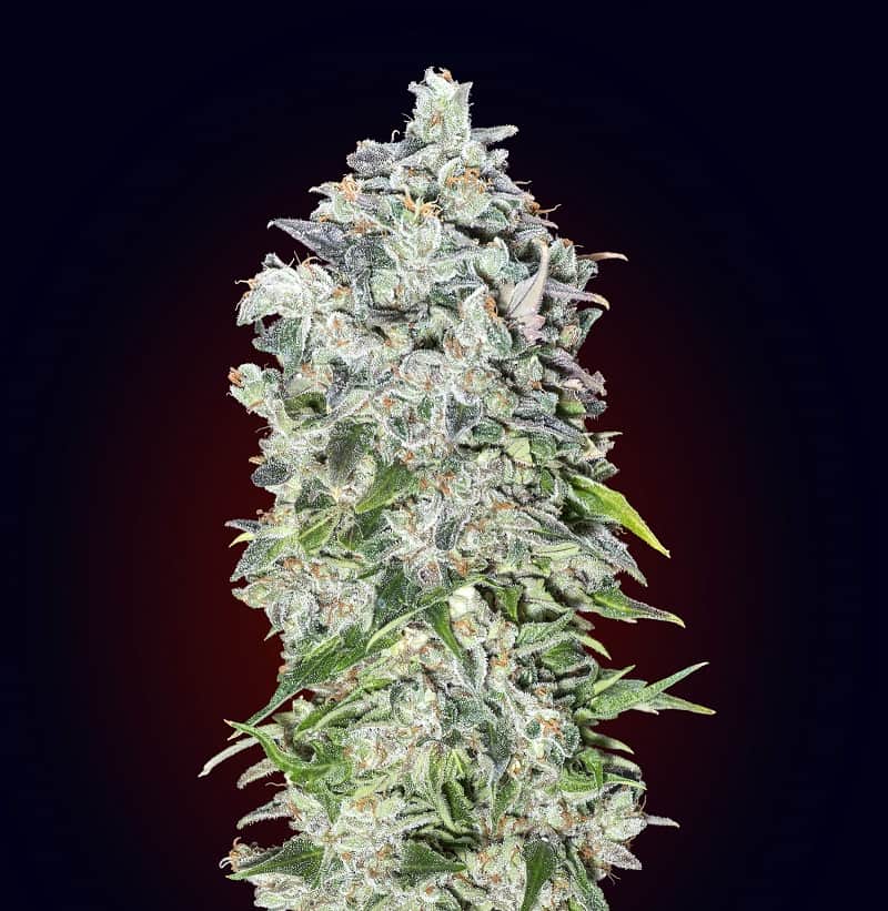 Семена конопли Auto Critical Orange Punch Автоцветы