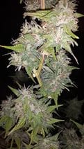 Семена конопли Auto Critical Kush - фото 2