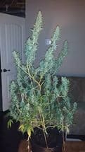 Семена конопли Auto Critical Kush - фото 3