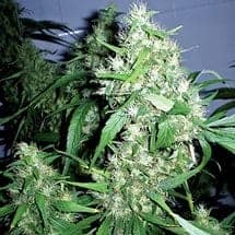 Семена конопли Auto Critical Kush - фото 4
