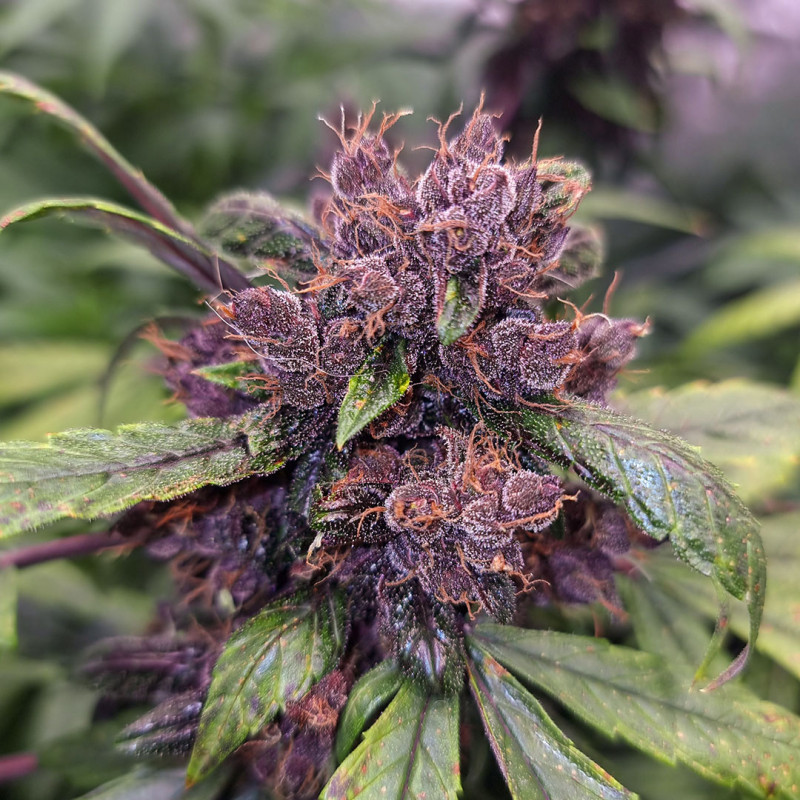 Семена конопли Auto Forbidden Cherry - фото 3