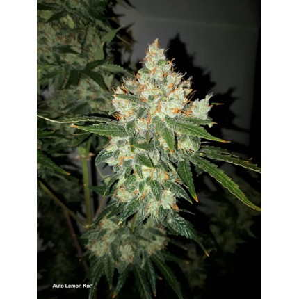 Семена конопли Auto Lemon Kix - фото 3
