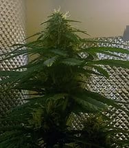Семена конопли Auto Pineapple Express - фото 2