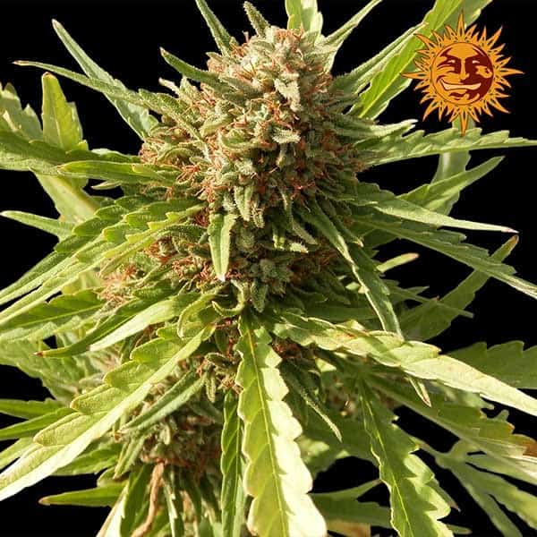 Семена конопли Auto Pineapple Express - фото 3