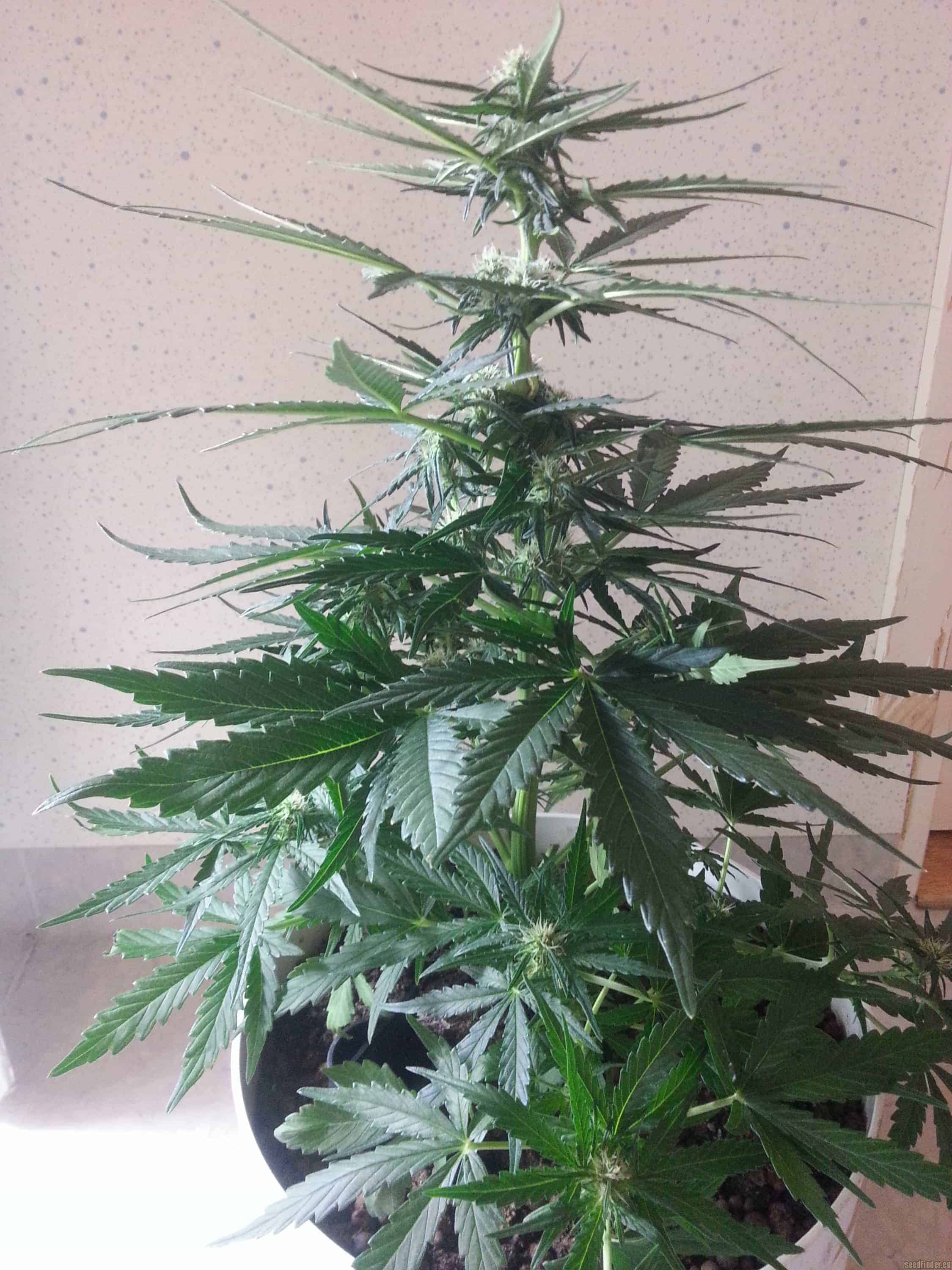 Семена конопли Auto Pineapple Express - фото 4