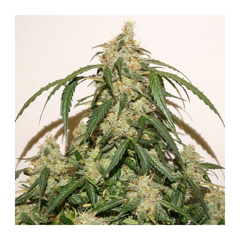 Семена конопли Auto Skywalker Haze - фото 2