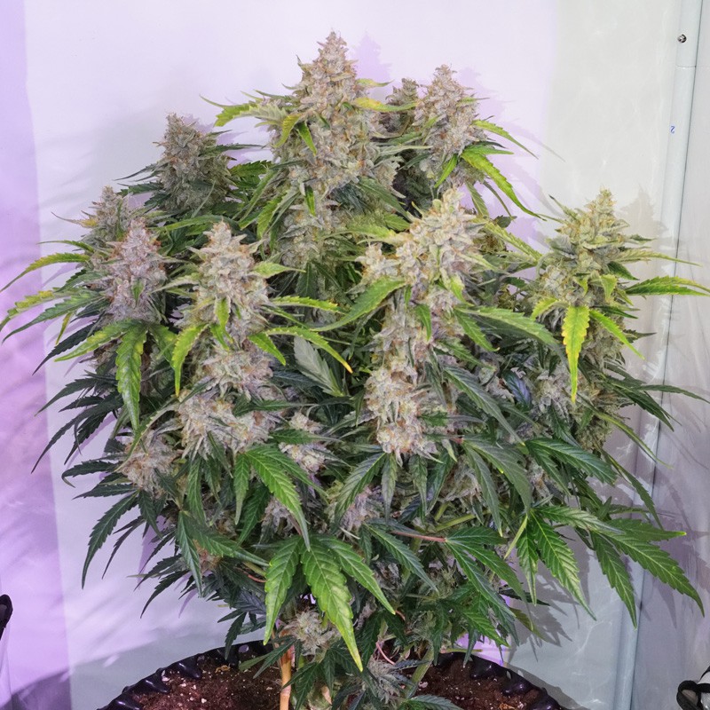Семена конопли Auto Skywalker Haze - фото 3