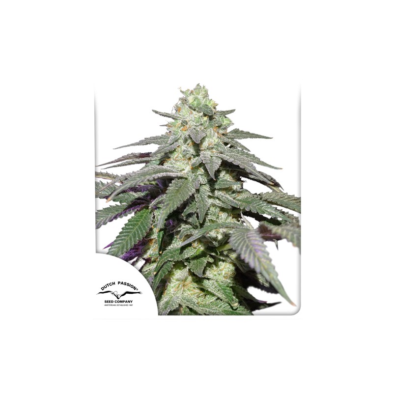Семена конопли Auto Skywalker Haze Автоцветы