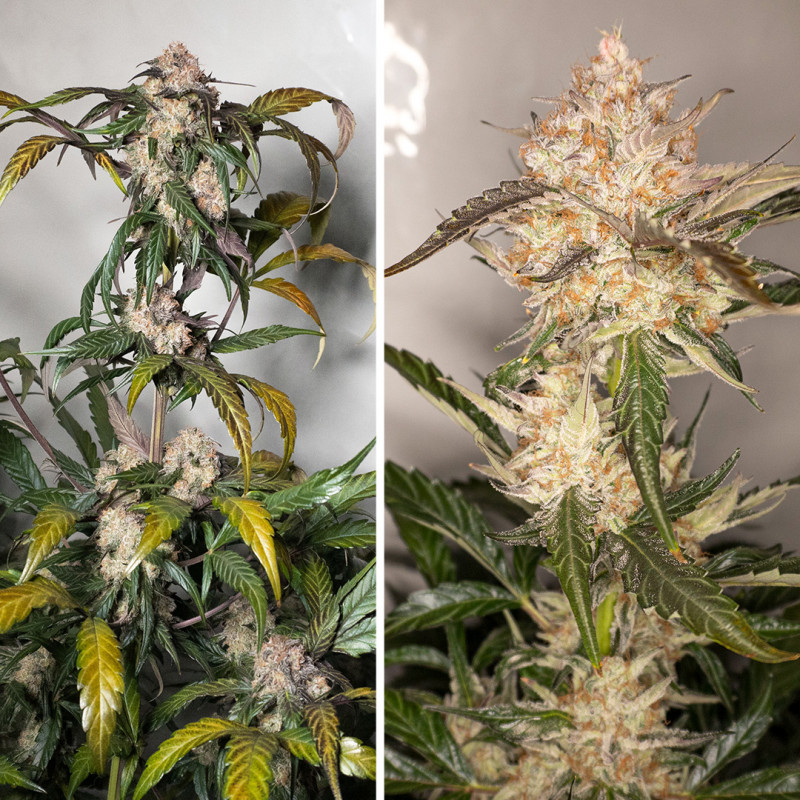 Семена конопли Auto Trichome & Cream - фото 2