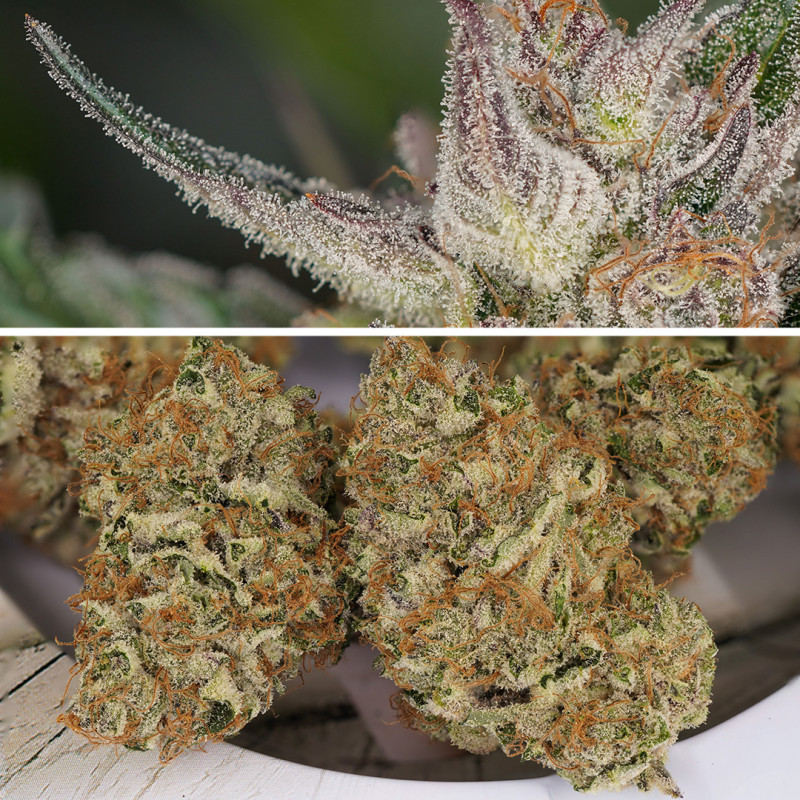 Семена конопли Auto Trichome & Cream - фото 3