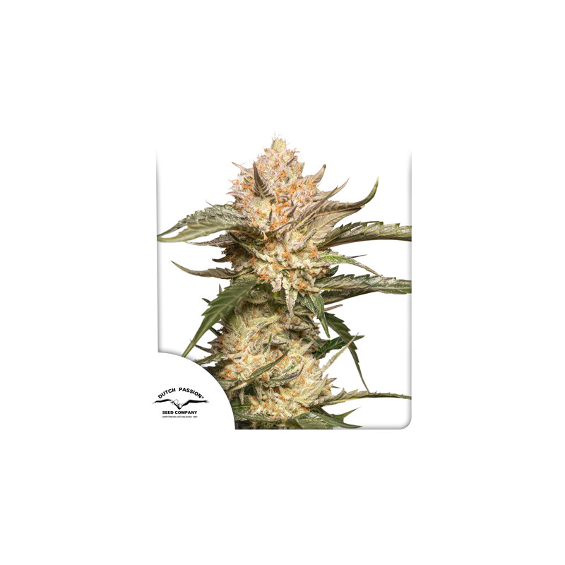 Семена конопли Auto Trichome & Cream Автоцветы